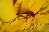 Fossil Springtail (Collembola) & Five Flies (Diptera) In Baltic Amber #142255-2